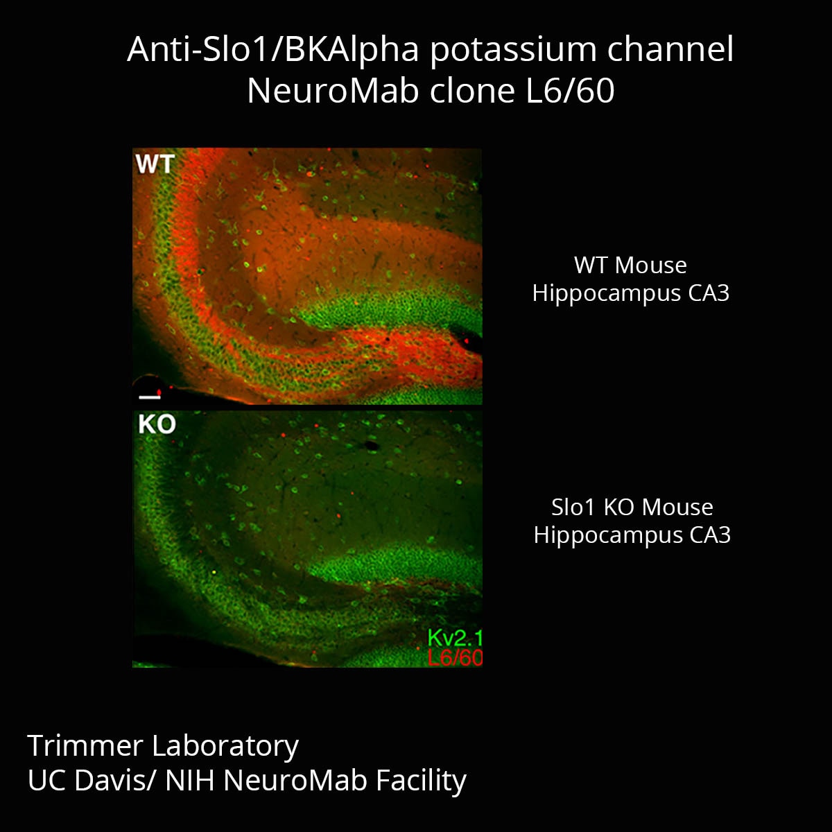 その他 fab eye of ophidia RF PSA9 Auction Prices Realized Tcg Cards 2020 FLESH AND BLOOD